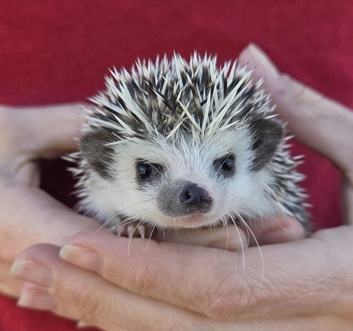 Reya - Female Hedgehog PRICE $495 6 Reya - Female Hedgehog PRICE $495 - Image 6