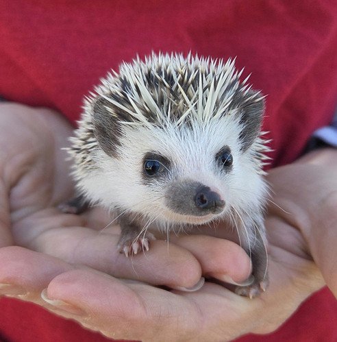 reya female hedgehog price 495