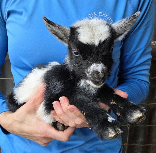 shriner nigerian pygmy goat female price 250