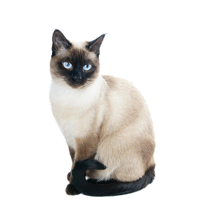 Siamese Cat