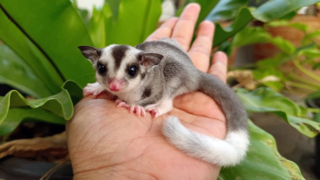 Sugar Gliders