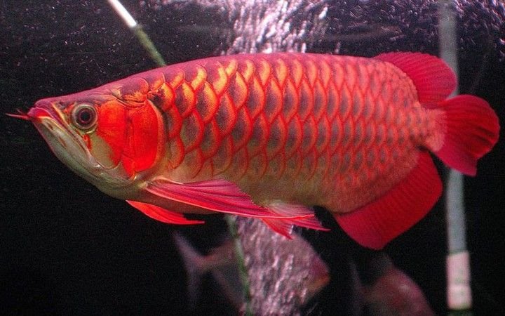 super red arowana