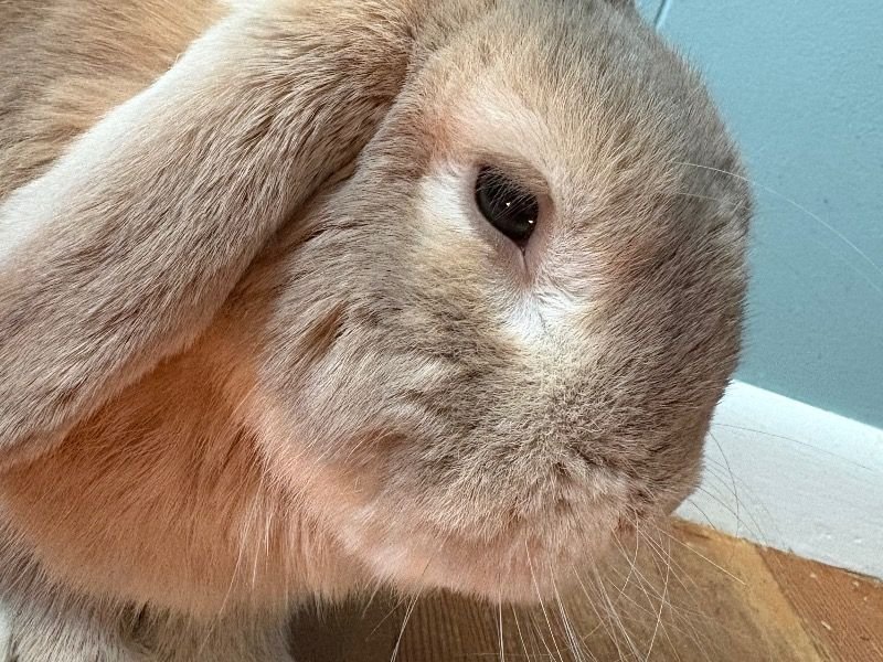thumper holland lop 1
