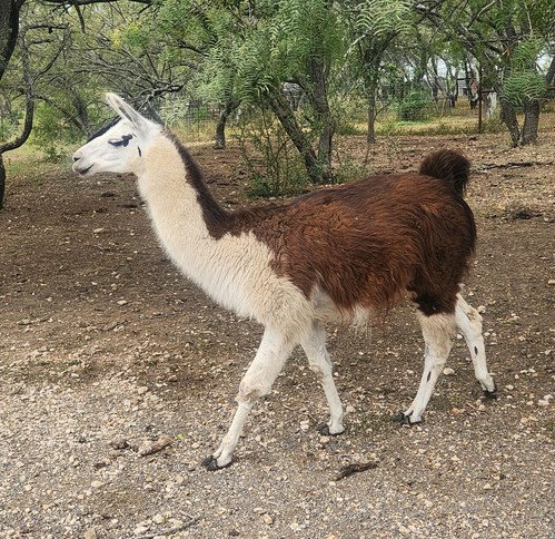 trigger llama adult male price 950