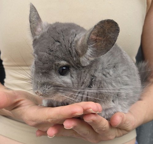 violet female adult chinchilla price 295